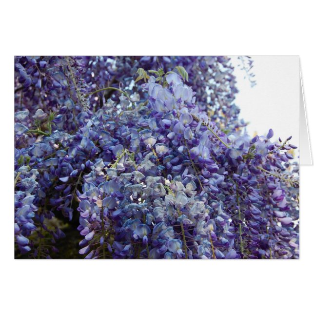 Fragrance in Blue (Front Horizontal)