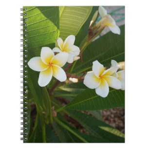 Fragrant Frangipani Flowers Notebook