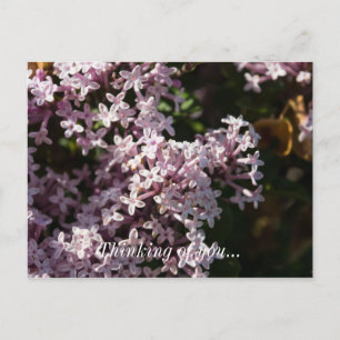 Fragrant Lilac Thinking Of You Postcard