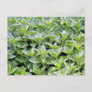 Fragrant Oregano Postcard