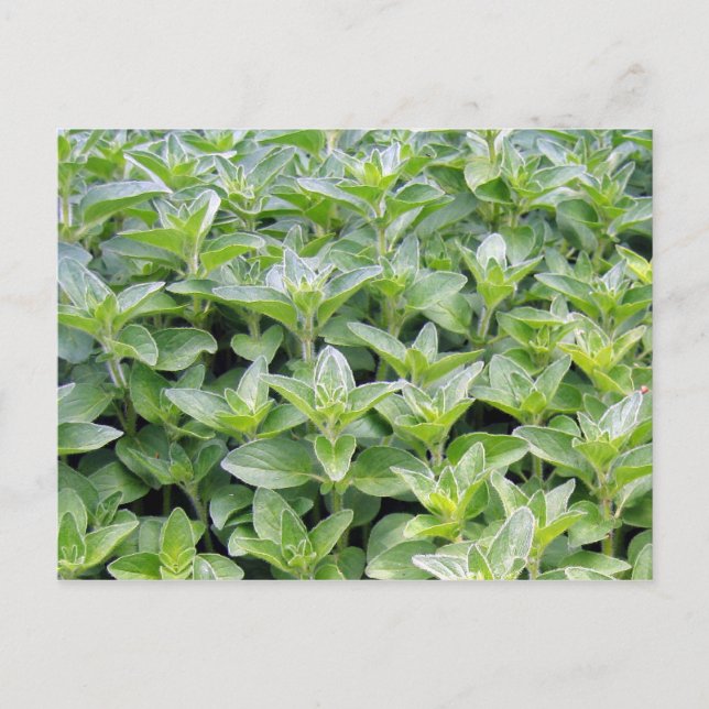 Fragrant Oregano Postcard (Front)