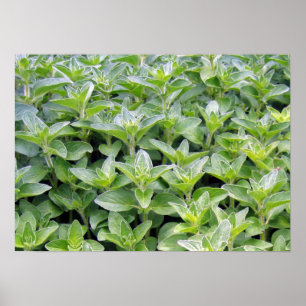 Fragrant Oregano Poster
