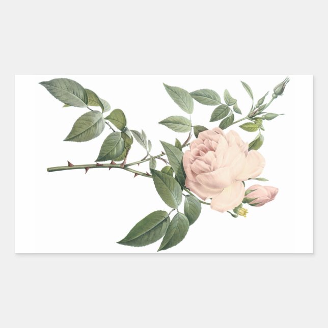 fragrant tea rose by Redouté Rectangular Sticker (Front)