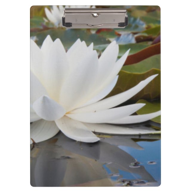 Fragrant Water Lily (Nymphaea Odorata) On Caddo Clipboard (Front)