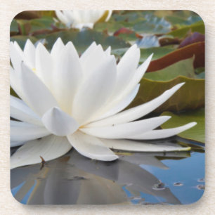 Fragrant Water Lily (Nymphaea Odorata) On Caddo Coaster