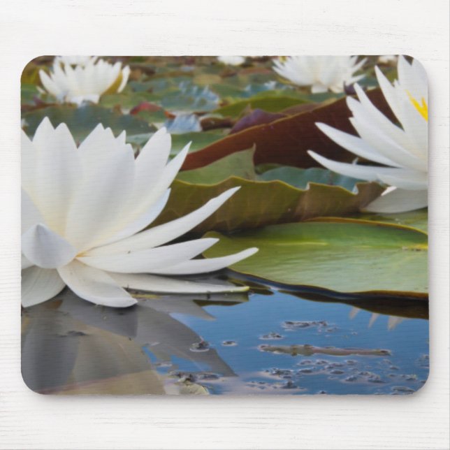 Fragrant Water Lily (Nymphaea Odorata) On Caddo Mouse Pad (Front)