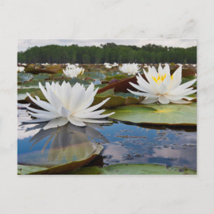 Fragrant Water Lily (Nymphaea Odorata) On Caddo Postcard
