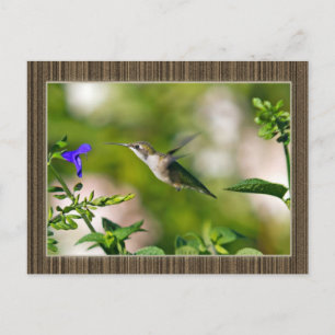 Framed Hummingbird Postcard