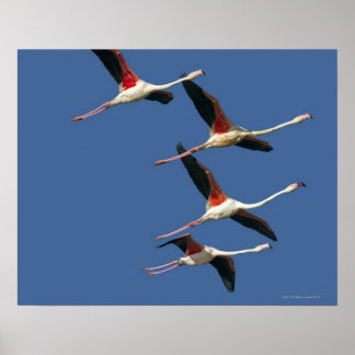 France, Bouches du Rhone, Camargue, Greater Poster