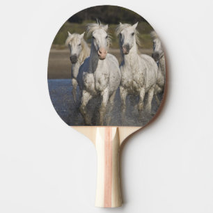 France, Camargue. Horses run Ping Pong Paddle