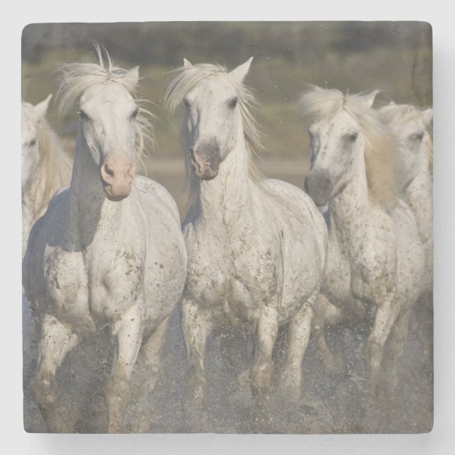 France, Camargue. Horses run Stone Coaster (Front)