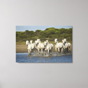 France, Camargue. Horses run through the estuary 3 Canvas Print