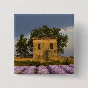 France, Provence. Field of lavender and 15 Cm Square Badge