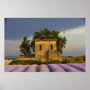 France, Provence. Field of lavender and Poster