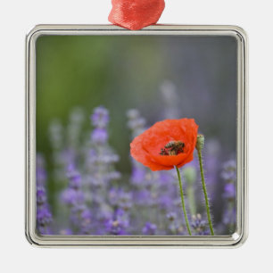 France, Provence. Lone poppy in field of Metal Tree Decoration