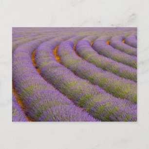 France, Provence region. Curved rows of Postcard