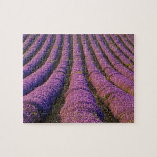 France, Provence Region. Orderly rows of Jigsaw Puzzle