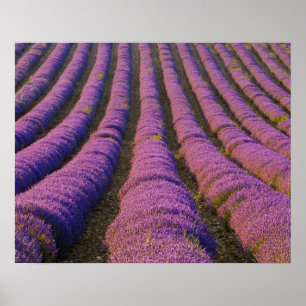 France, Provence Region. Orderly rows of Poster