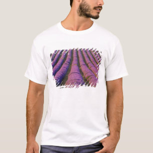 France, Provence Region. Orderly rows of T-Shirt