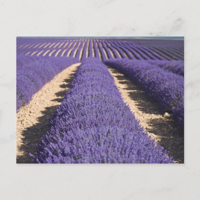 France, Provence. Rows of lavender in bloom. 3 Postcard (Front)
