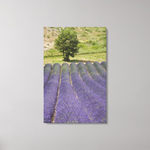France, Provence. Rows of lavender in bloom. Canvas Print
