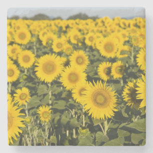 France, Provence, Valensole. Field of Stone Coaster