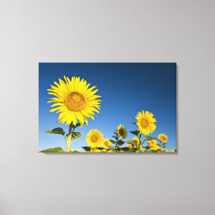 France, Provence, Valensole. Sunflowers stand Canvas Print