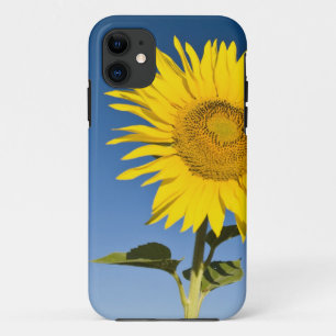 France, Provence, Valensole. Sunflowers stand iPhone 11 Case