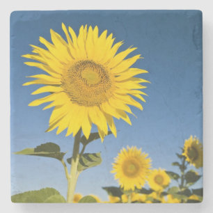 France, Provence, Valensole. Sunflowers stand Stone Coaster