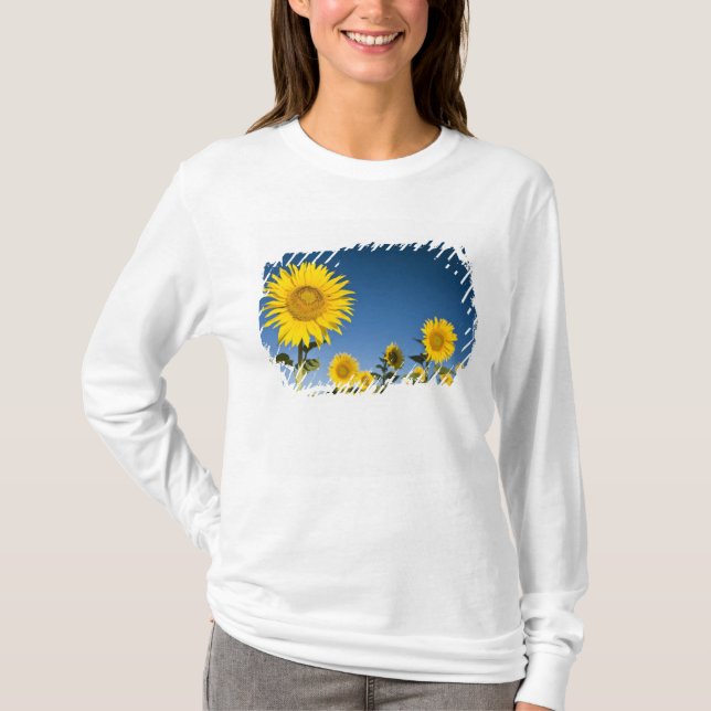 France, Provence, Valensole. Sunflowers stand T-Shirt (Front)