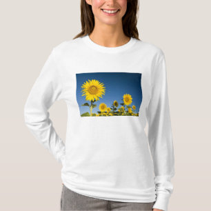France, Provence, Valensole. Sunflowers stand T-Shirt