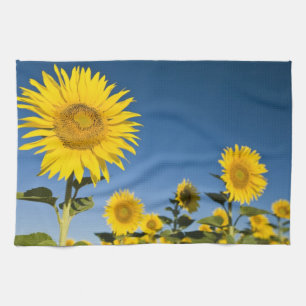 France, Provence, Valensole. Sunflowers stand Tea Towel