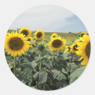 France Provence, View of sunflowers field Classic Round Sticker