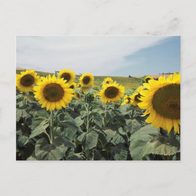 France Provence, View of sunflowers field Postcard (Front)