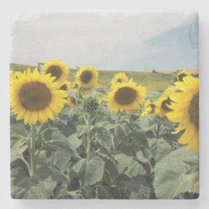 France Provence, View of sunflowers field Stone Coaster