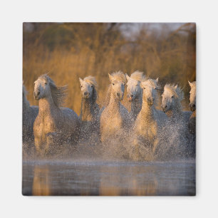 France, Provence. White Camargue horses Magnet