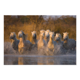 France, Provence. White Camargue horses Photo Print