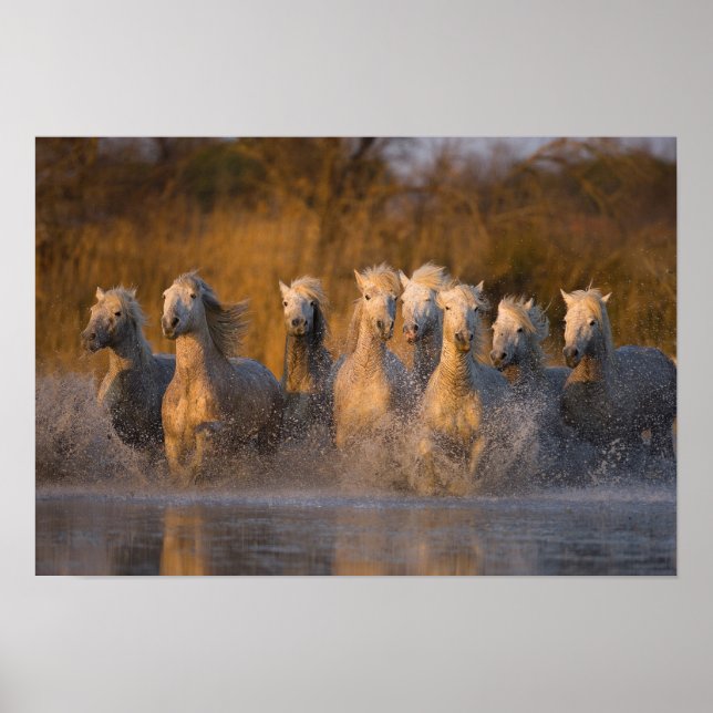 France, Provence. White Camargue horses Poster (Front)