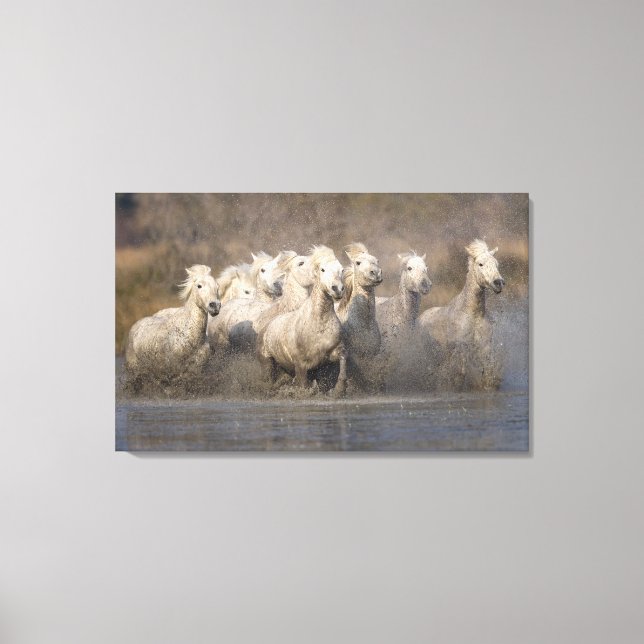 France, Provence. White Camargue horses running Canvas Print (Front)