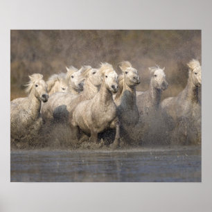 France, Provence. White Camargue horses running Poster