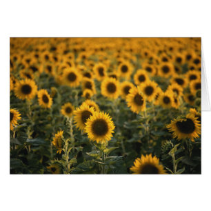 France, Vaucluse, sunflowers field