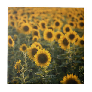 France, Vaucluse, sunflowers field Tile