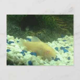 Francis the albino catfish postcard