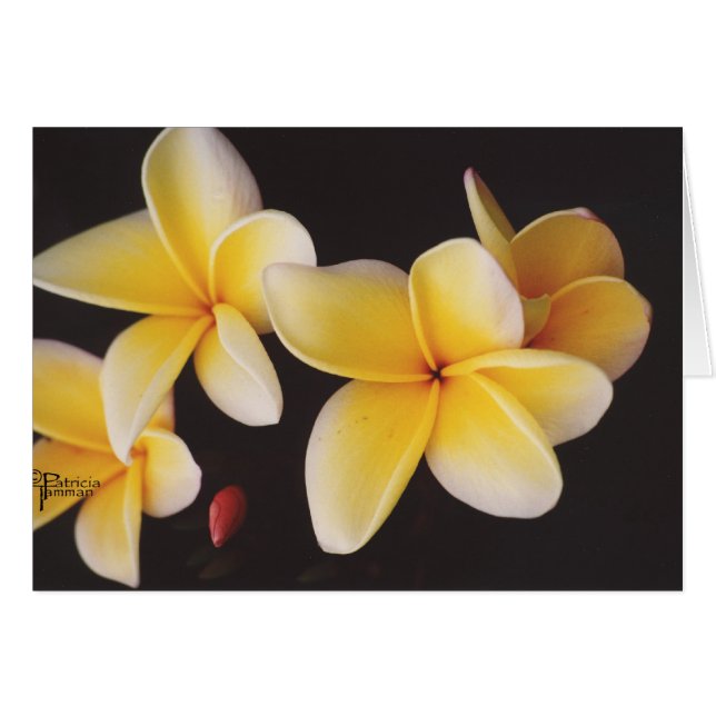 Frangipani (Front Horizontal)