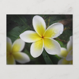 Frangipani And Raindrops Postcard