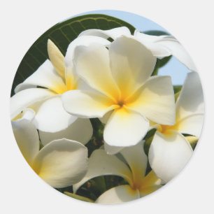 Frangipani Bliss Classic Round Sticker