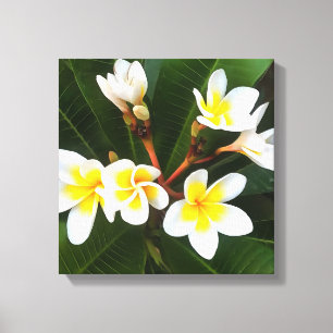 Frangipani Blossom Cluster Artistic Style Canvas Print