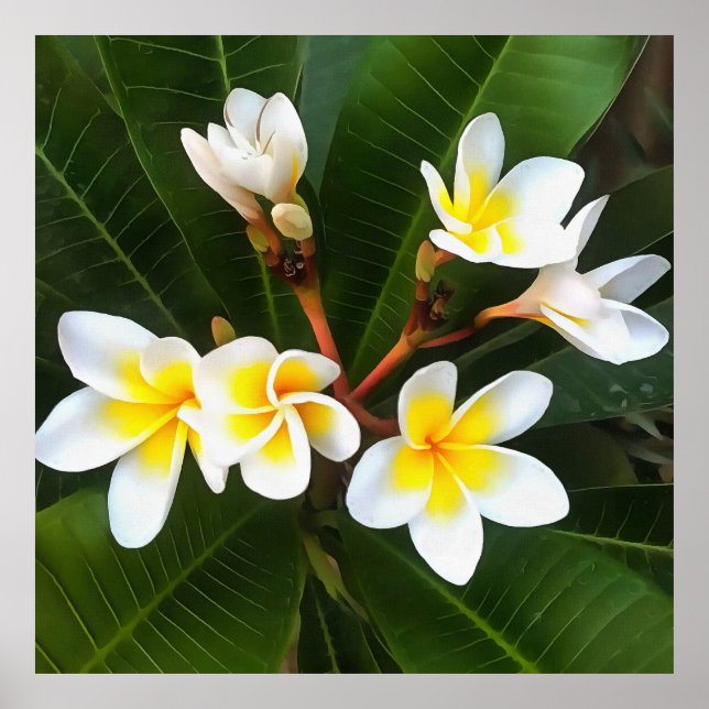 Frangipani Blossom Cluster Poster (Front)