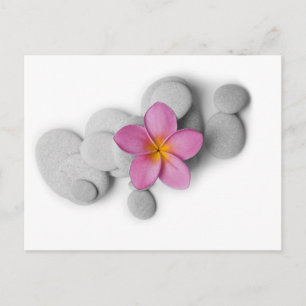 Frangipani Calm Postcard