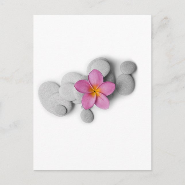 Frangipani Calm Postcard (Front)